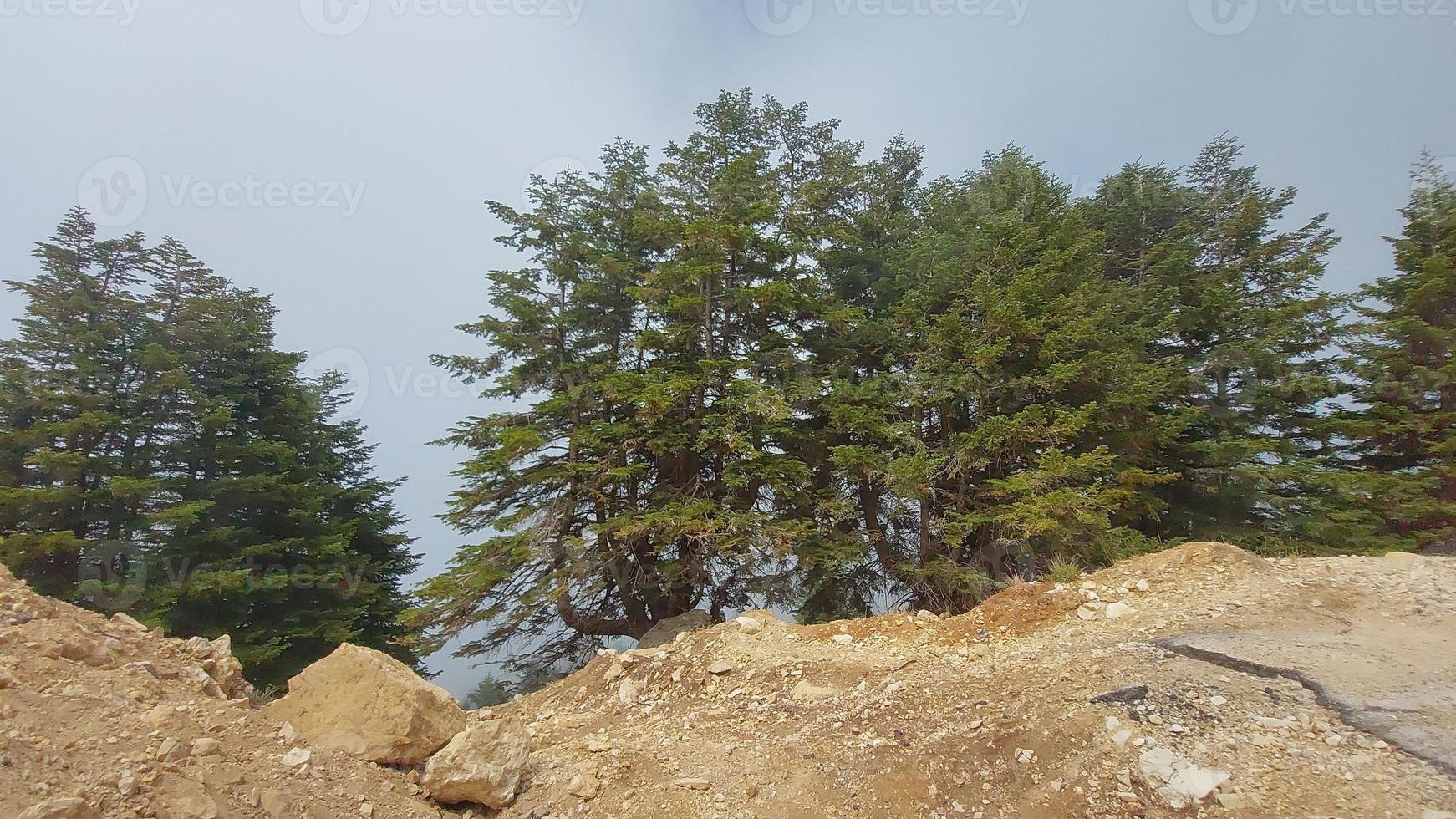 albero paesaggio nel natura montagne foto