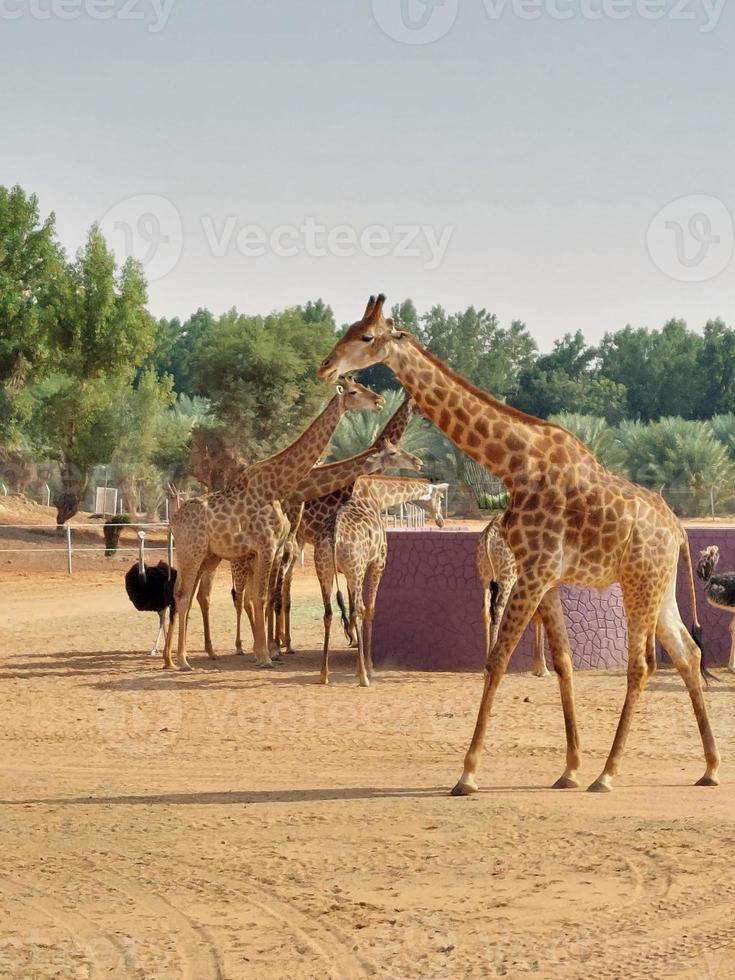 giraffe nel nofa natura safari ricorrere foto