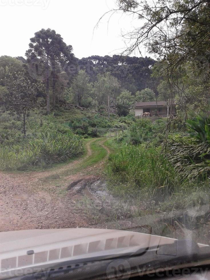 foresta sentiero attraverso il alberi foto