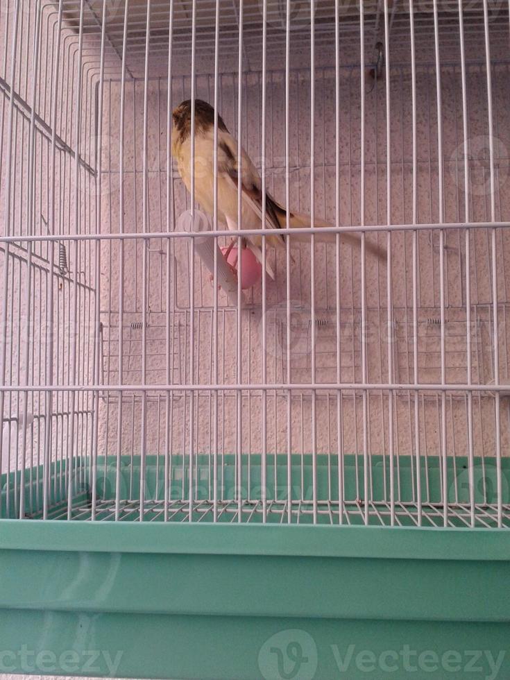colorato canarino uccelli nel gabbie foto