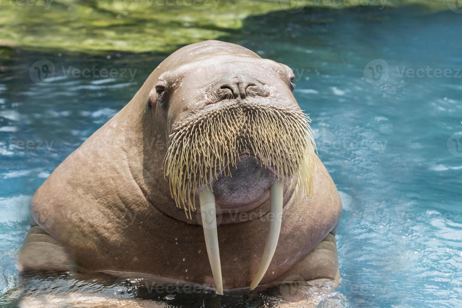 vicino su viso avorio tricheco nel in profondità mare acqua foto