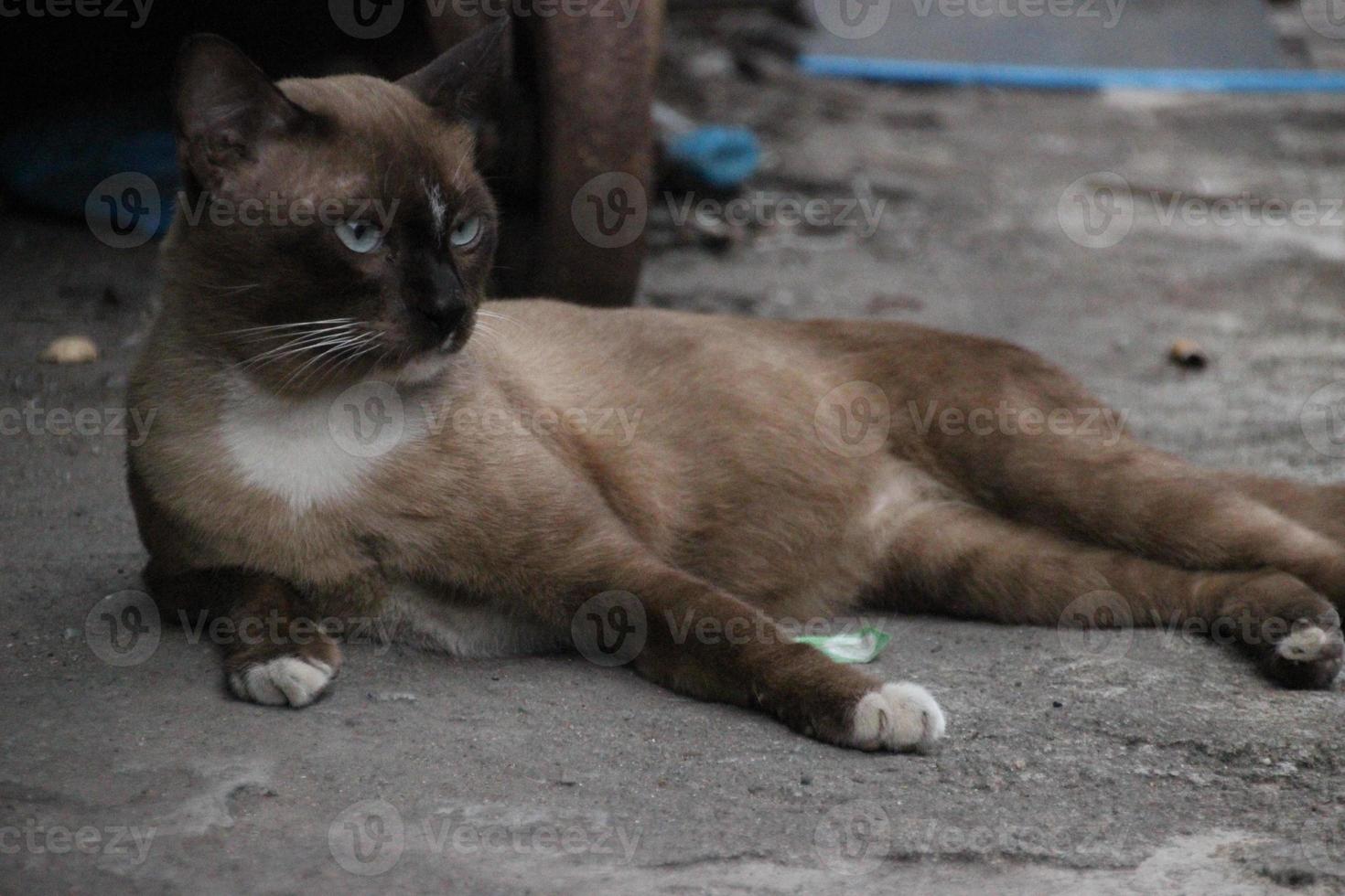 menzogna giù Guarda dritto buio Marrone vagante gatto su il pavimento terra foto