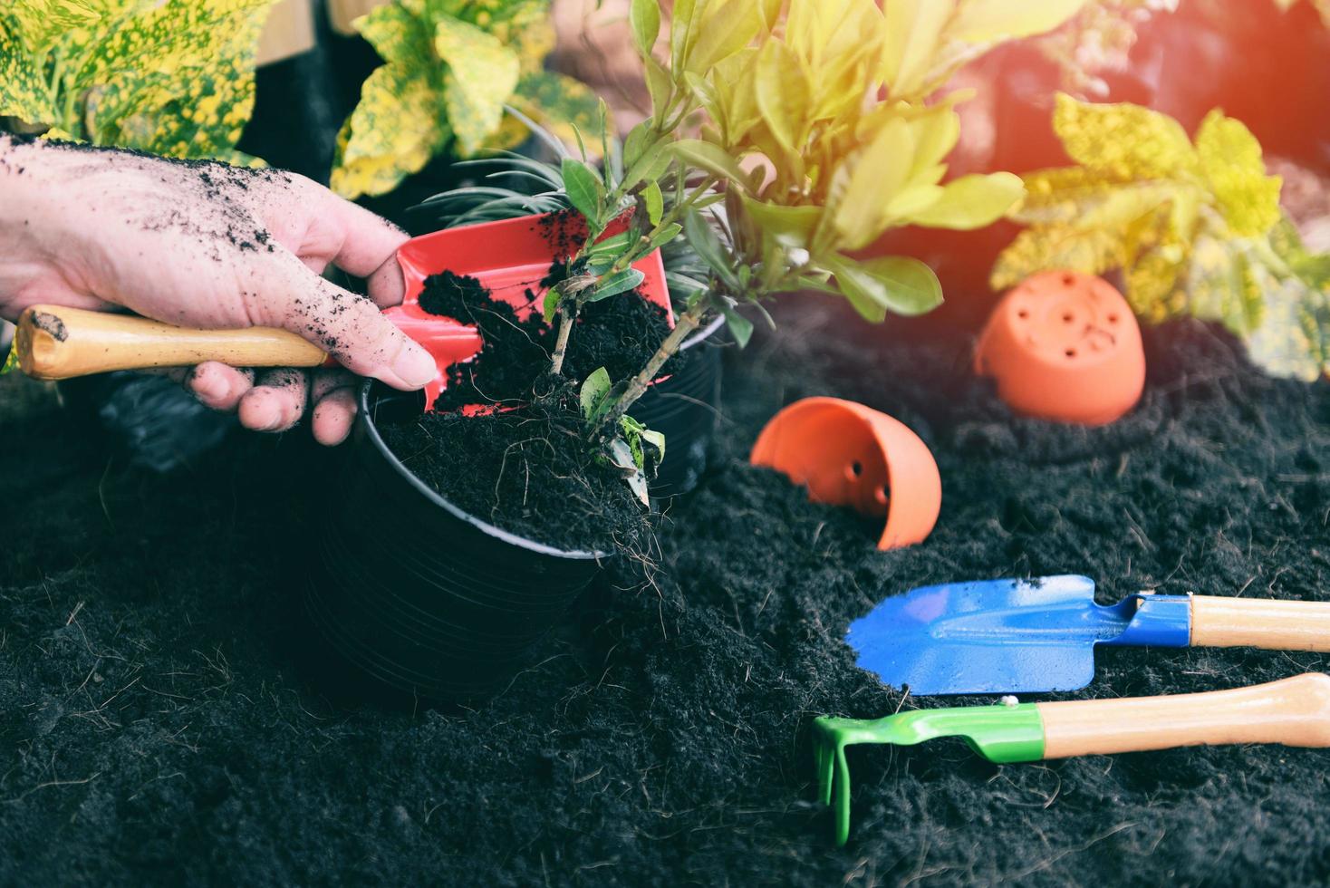 pianta nel mano per piantare nel il giardino in crescita pianta lavori di giardinaggio attrezzo foto