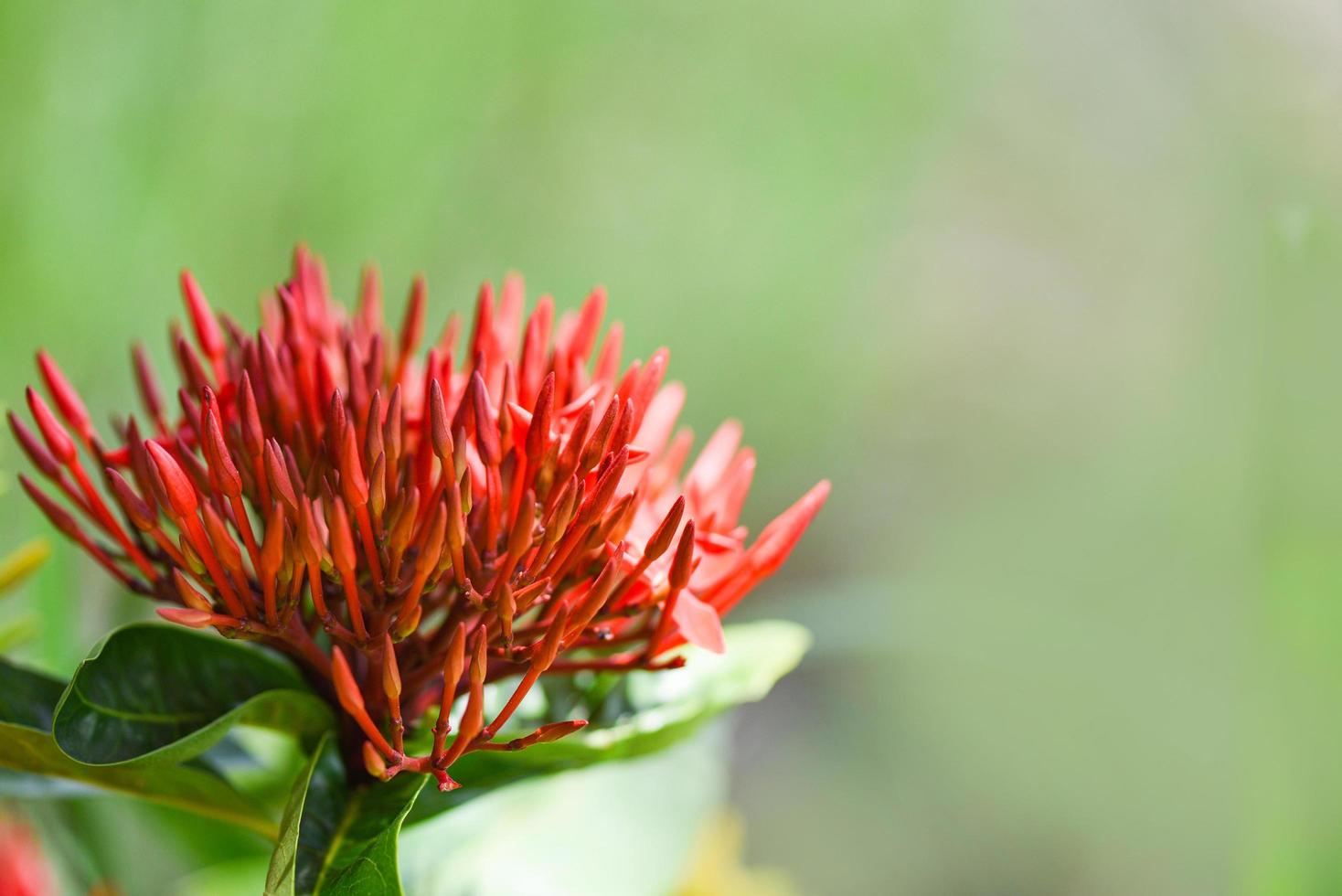 ixora fiore rosso fioritura nel il giardino bellissimo natura verde sfondo - chinensis ixora coccinea foto