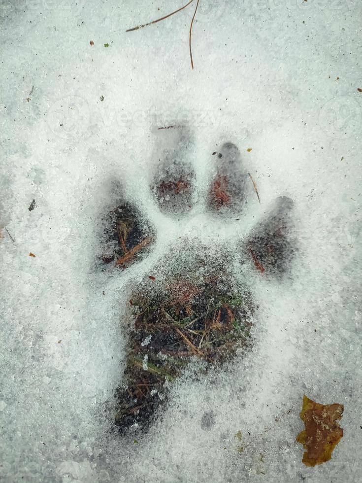 strutturato nero orma di Zampa con visibile tracce di artigli di un' grande cane nel bianca neve con visibile verde erba sotto ghiaccio foto