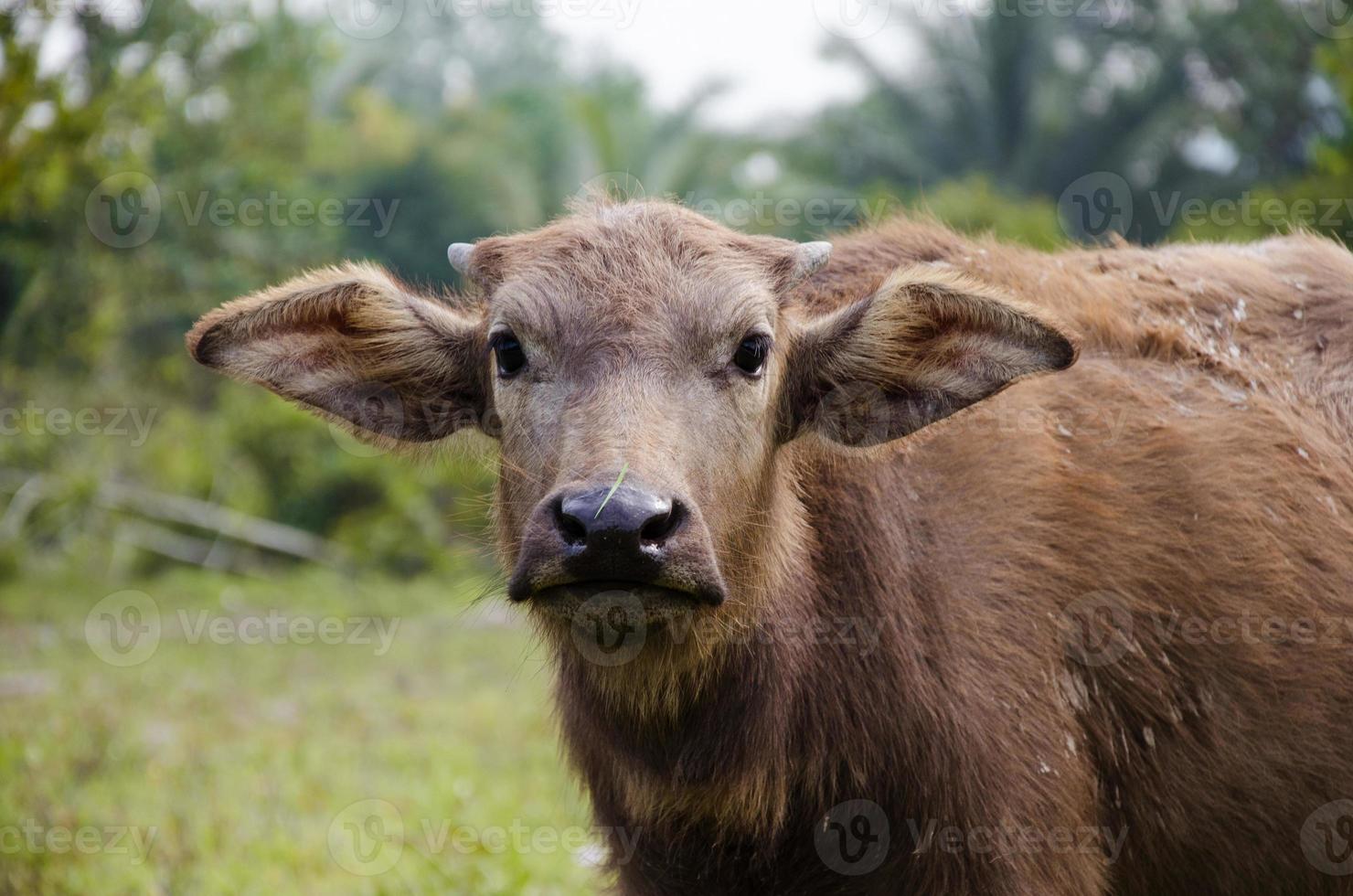 asiatico bufalo nel naturale azienda agricola foto