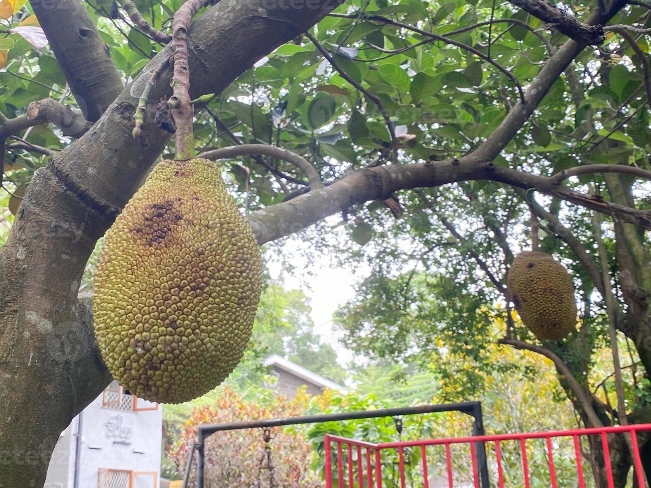maturo jackfruit su il albero. Jack frutta o chiamato nangka è tropicale frutta quello gusto dolce foto