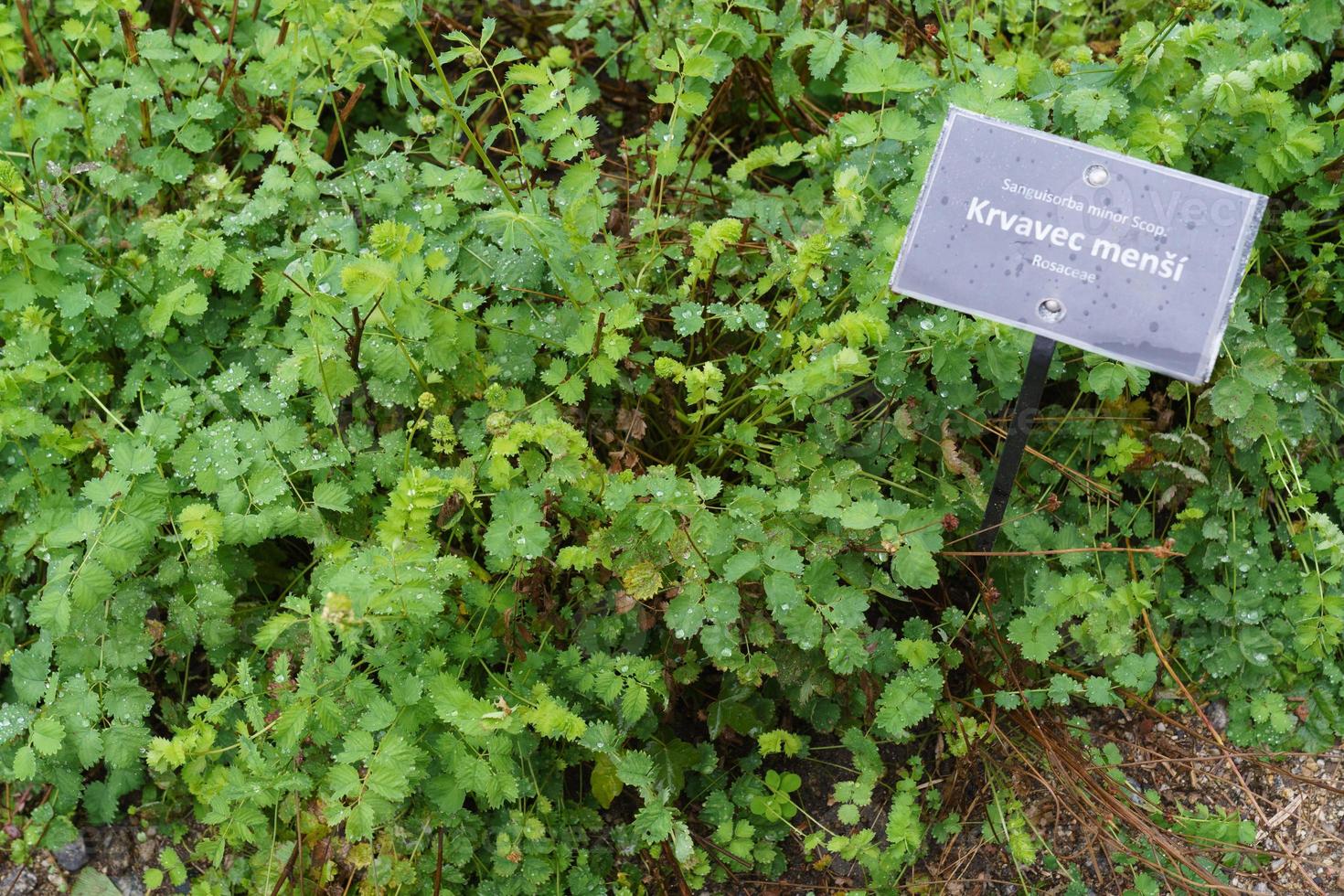 sanguisorba minore, è un importante medicinale e medicinale pianta. foto