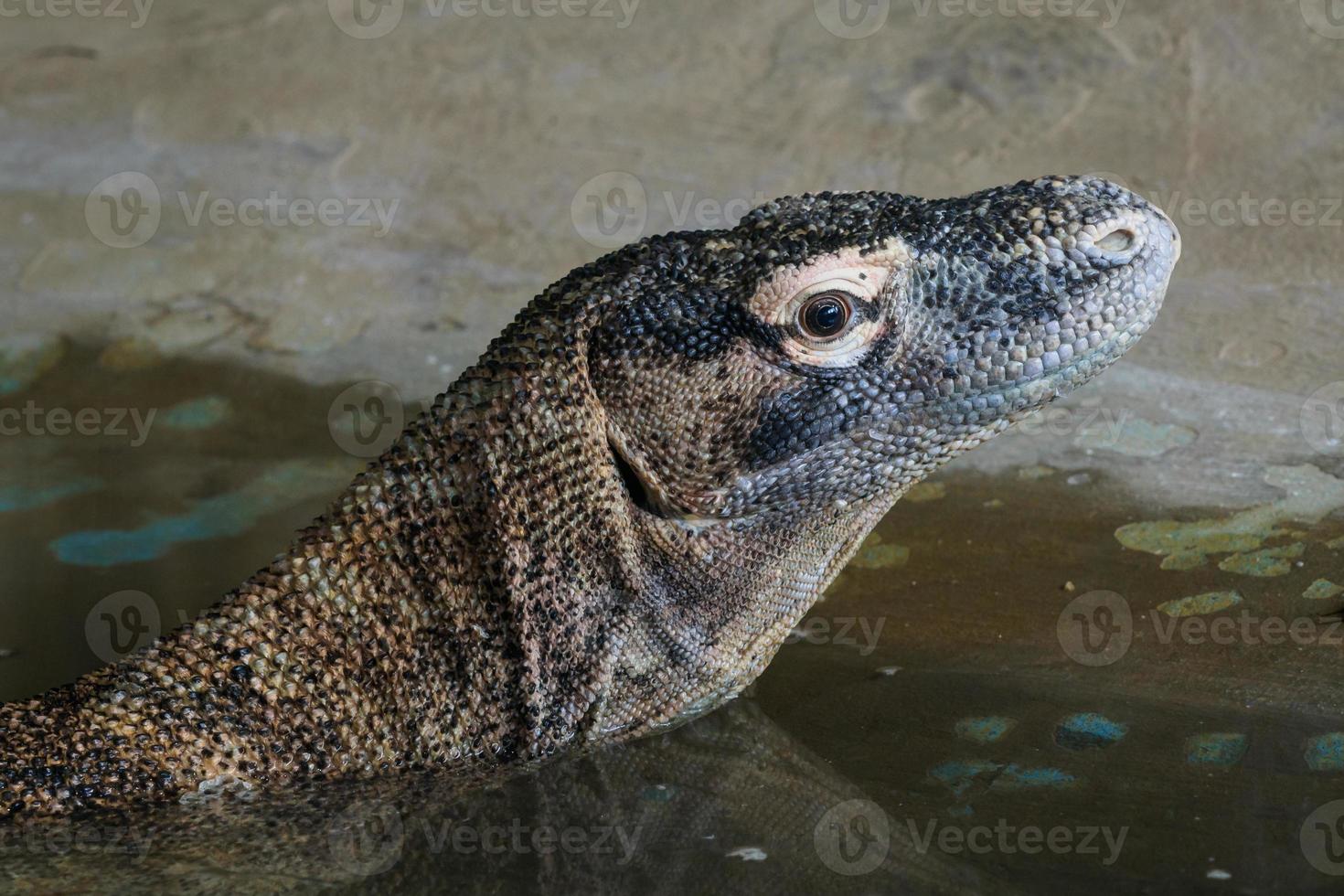 velenoso perline lucertola. eloderma orrido foto