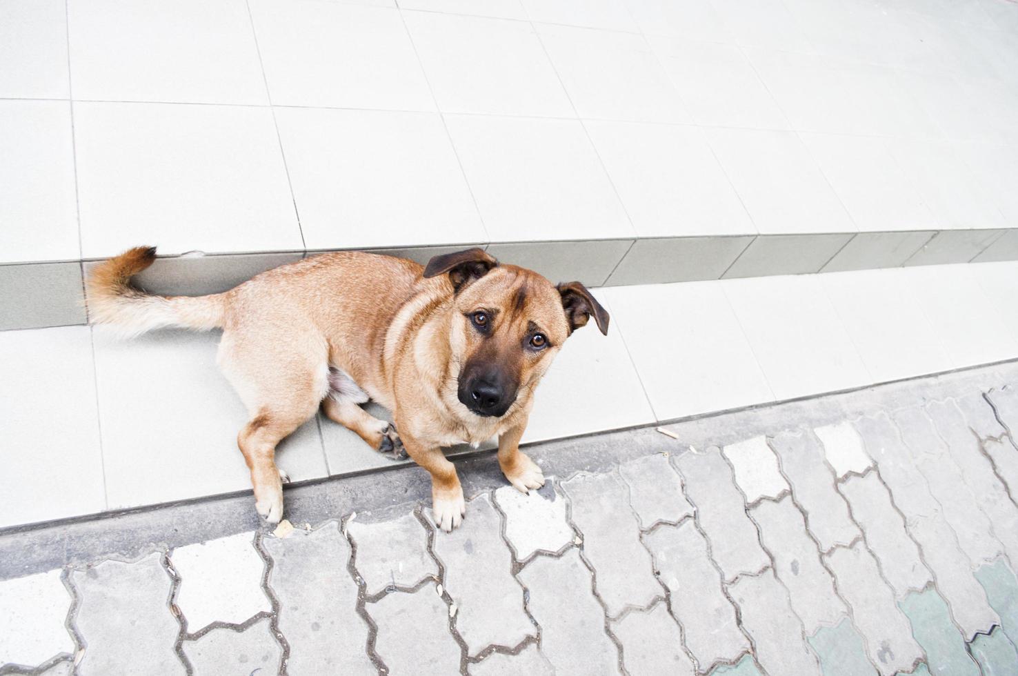 carino vagante cane con triste occhi foto