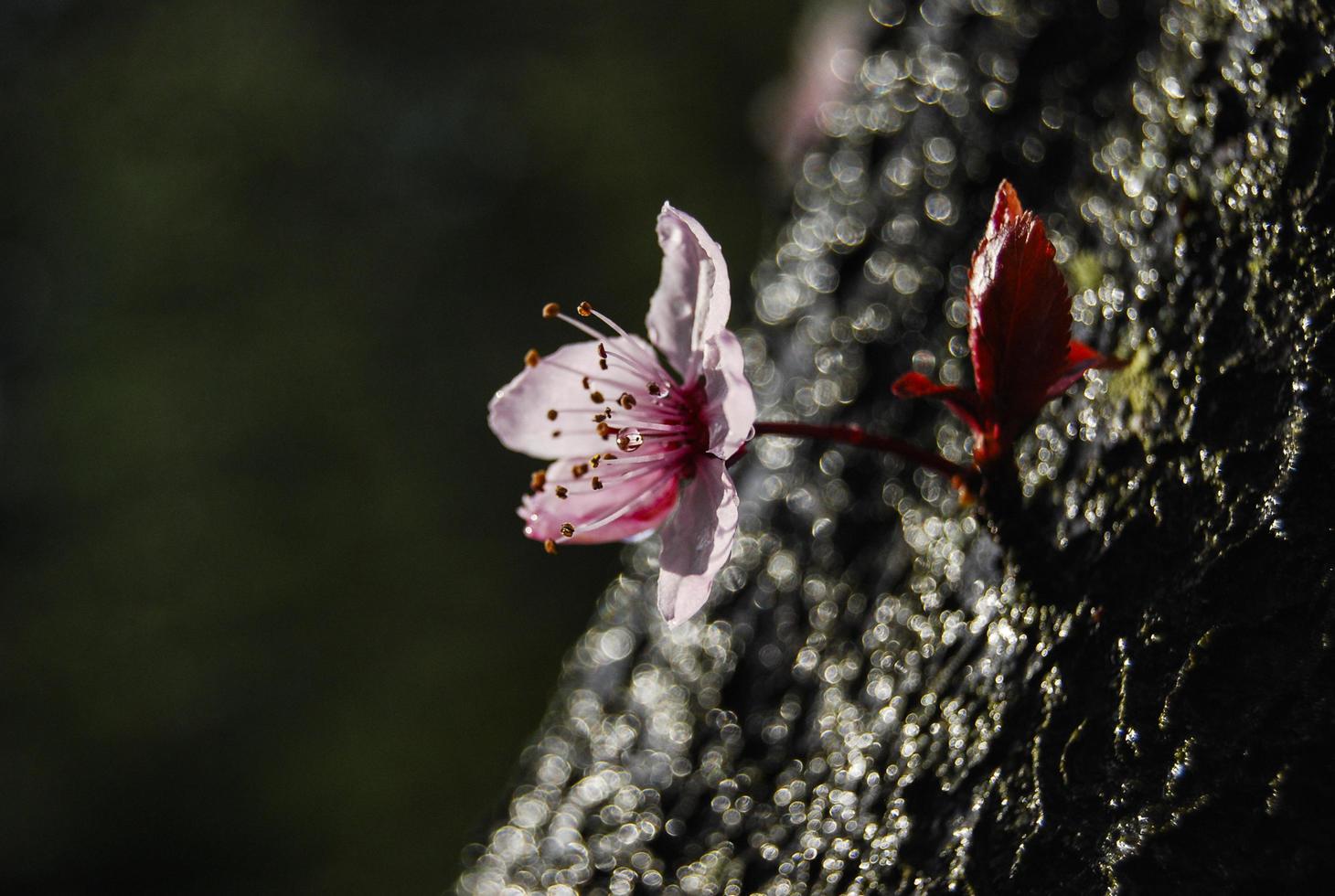 prugna fiore con acqua gocce su suo stame foto