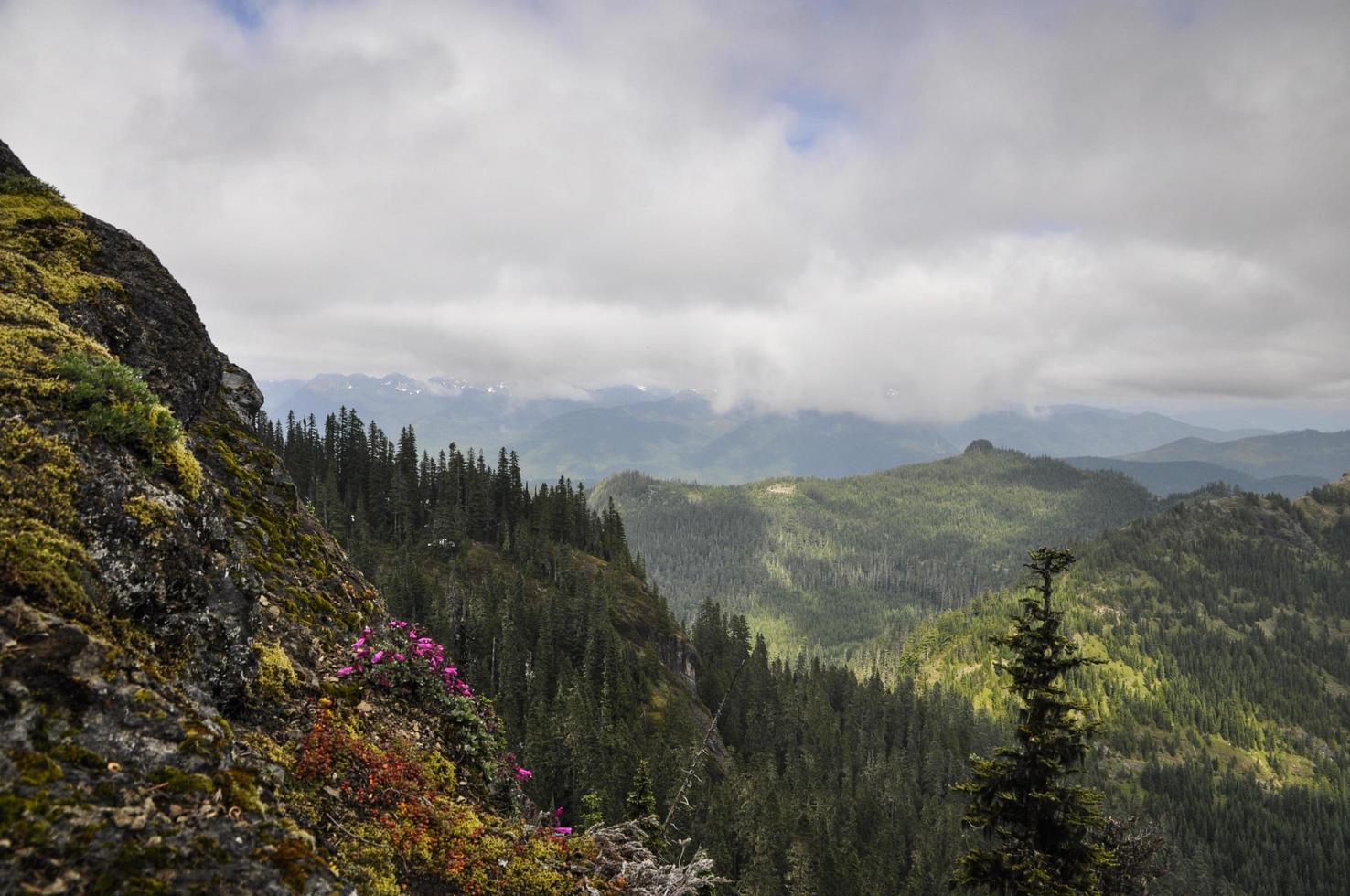 selvaggio fiori e nebbioso montagne nel mt. più piovoso nazionale parco foto