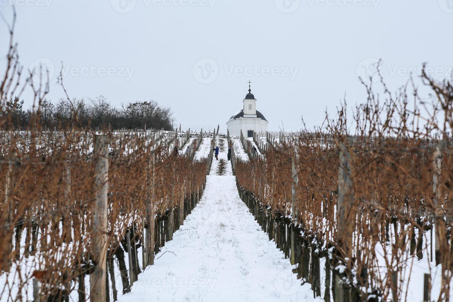 potatura stagione nel il tokaj regione foto