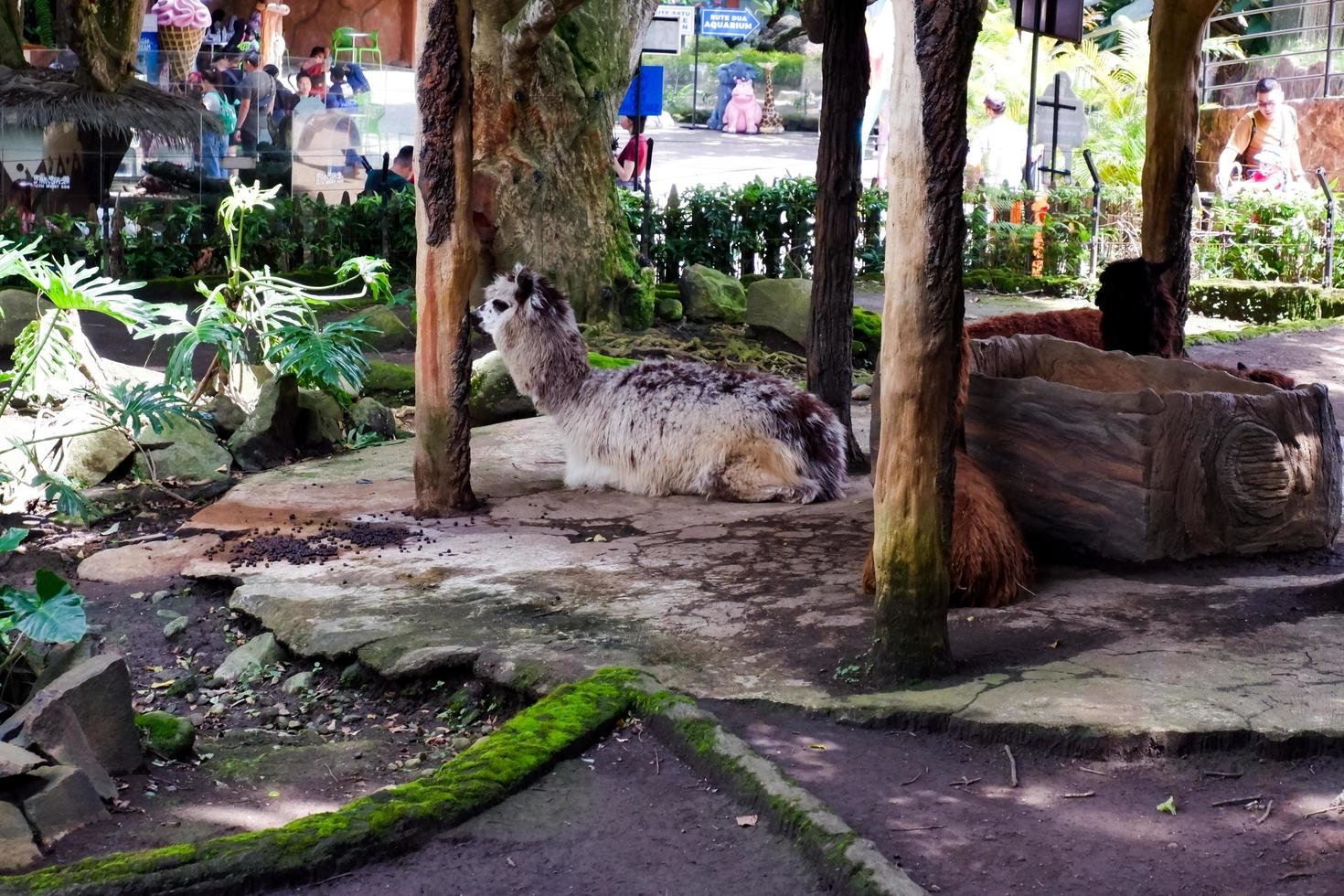 selettivo messa a fuoco di huacaya alpaca quello è seduta nel suo gabbia. foto