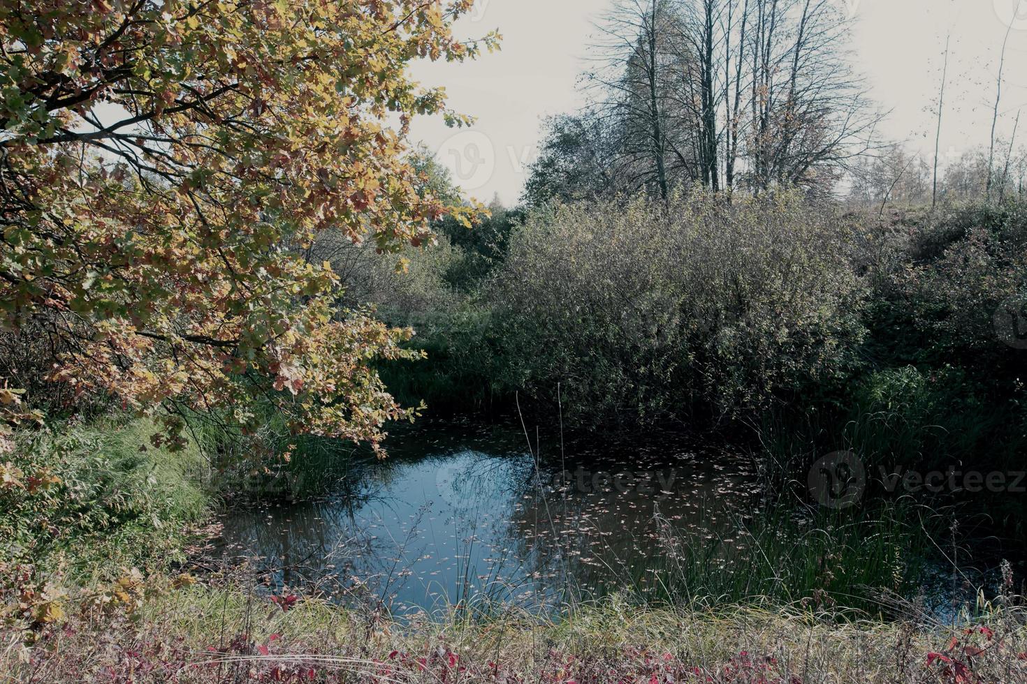 paesaggio di un' foresta lago contro il sfondo di autunno alberi. foto