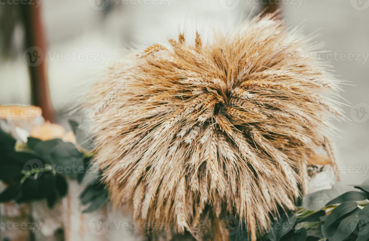 Vintage ▾ grano orecchie nel un' mazzo. ricco rurale grano raccolto. foto