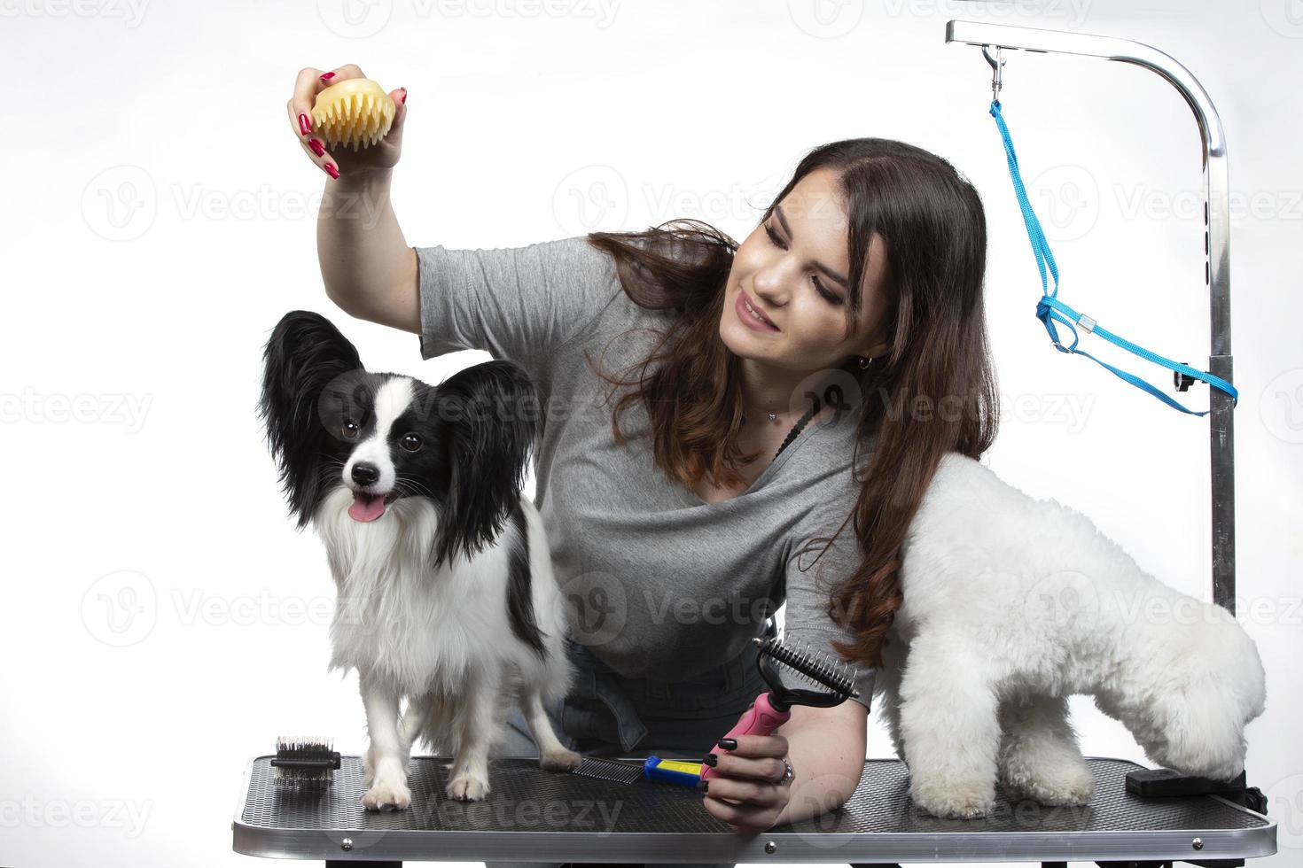 giovane professionale toelettatore con animali domestici. lei è in posa con un strumento. papillon e bichon cane con parrucchiere ragazza. foto