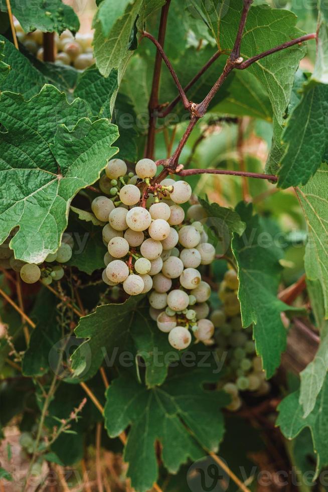 bianca vino uva nel vigneto su giorno tempo foto