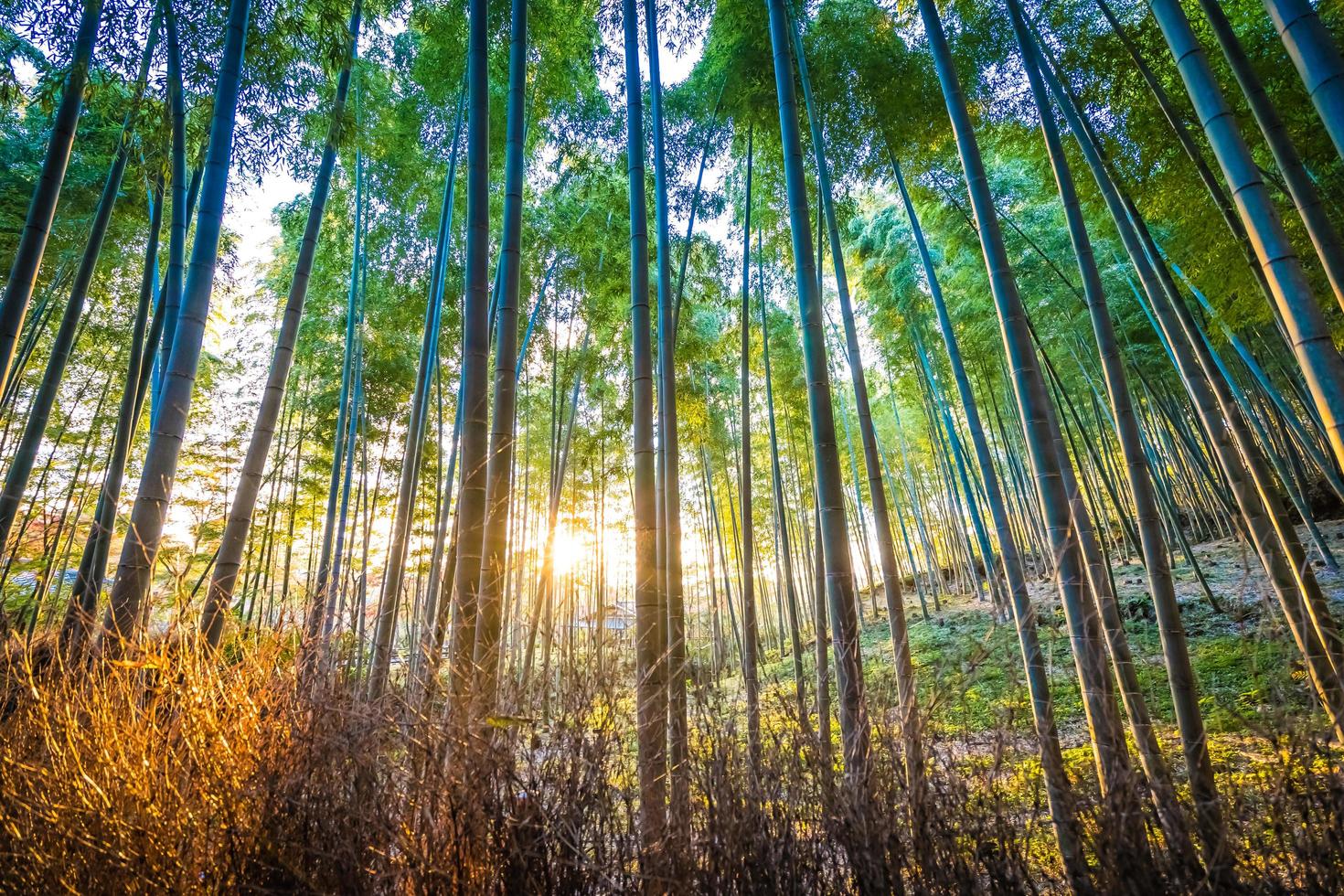 bellissima foresta di bambù ad arashiyama, kyoto, giappone foto