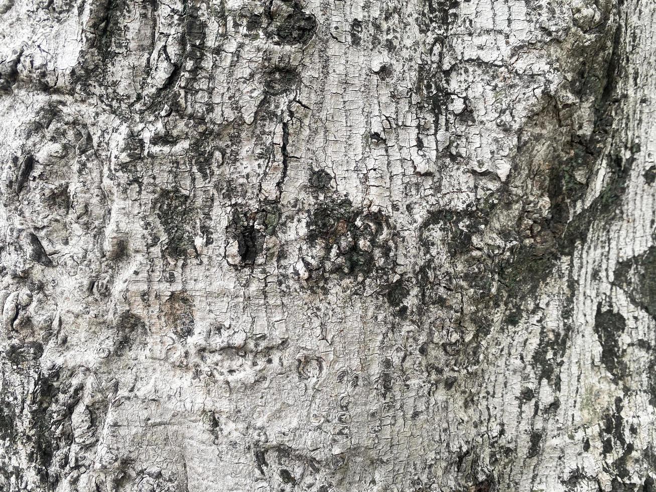 vecchio legna struttura crepa, grigio-bianco tono. uso Questo per sfondo o sfondo foto