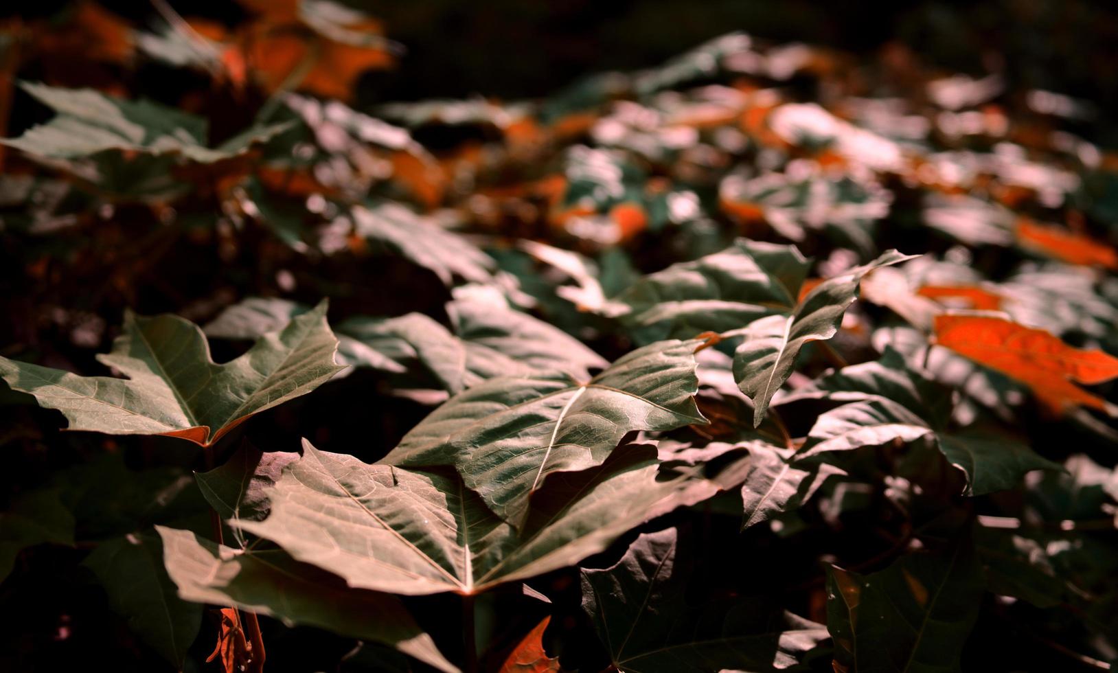 foglie e fogliame di colore marrone foto