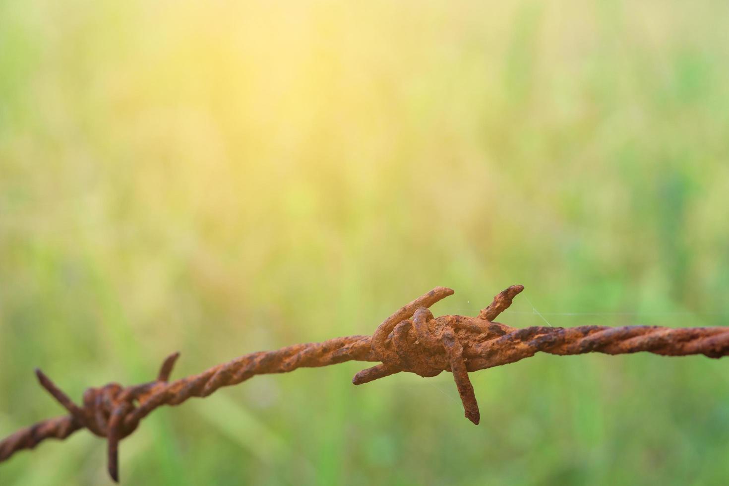 recinzione di filo spinato con lo sfondo della natura foto