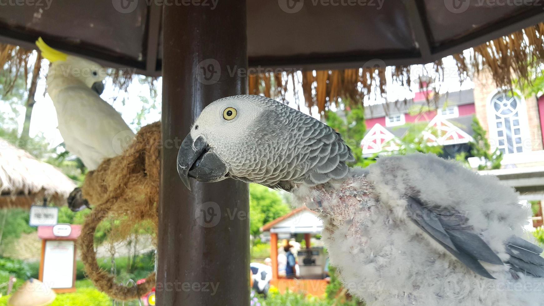 un' grigio pappagallo in piedi nel suo gabbia a un' turista individuare con crestato di zolfo cacatua nel sfondo foto