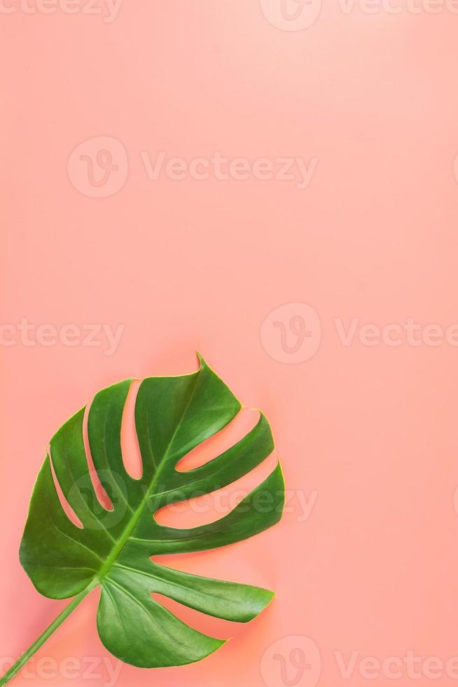 foglia di monstera su sfondo rosa foto