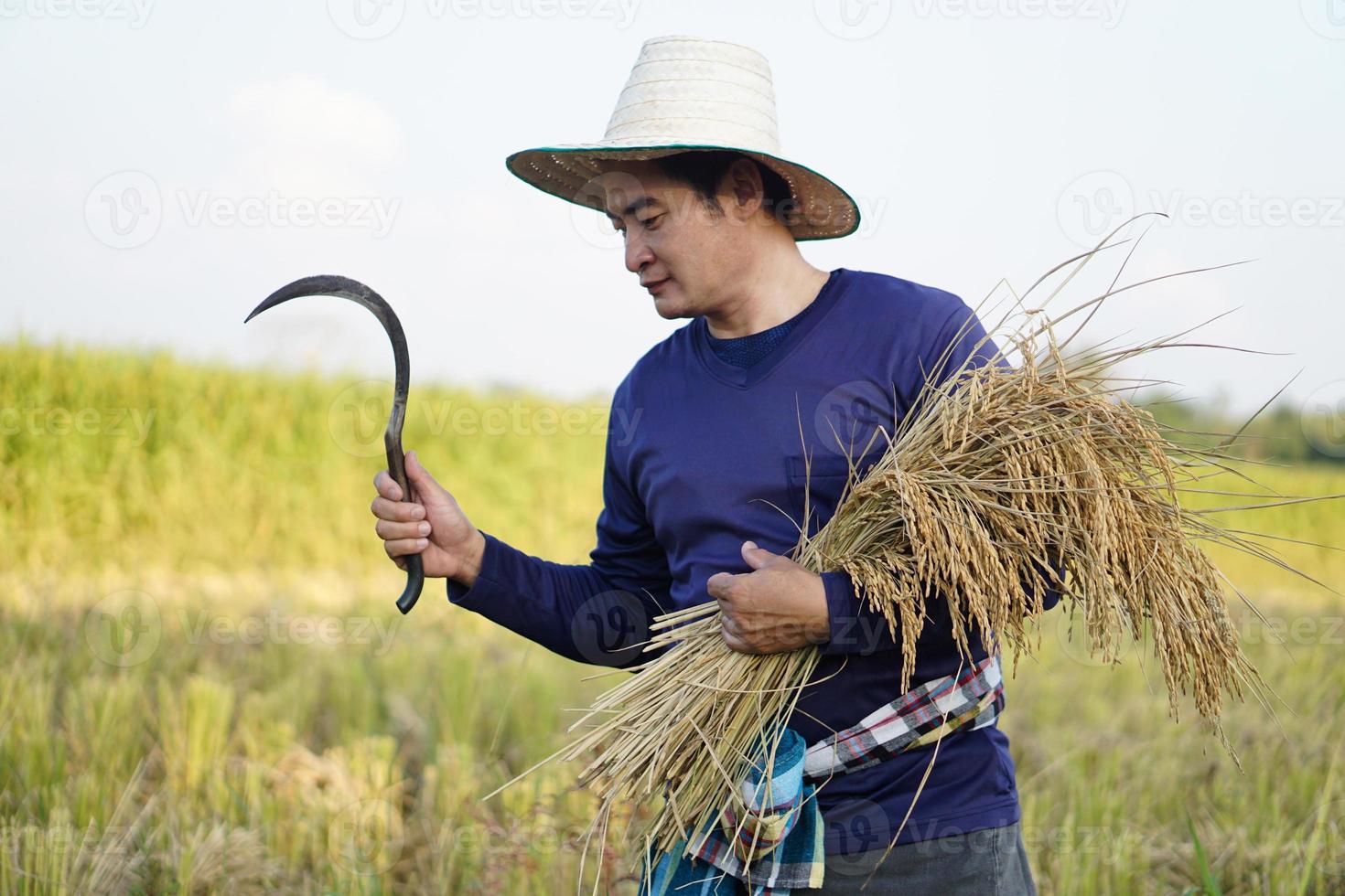 bello asiatico maschio contadino indossare cappello, detiene falce e raccolto riso impianti a risaia campo. concetto, agricoltura occupazione, contadino crescere biologico Riso. tailandese contadino. foto