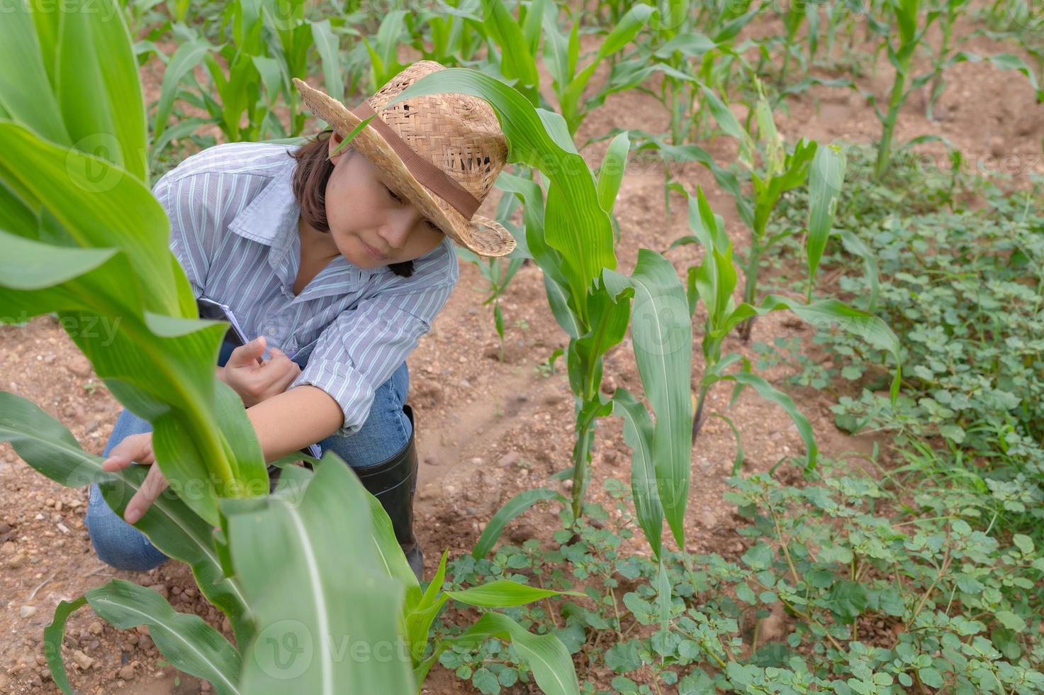 femmina contadino Lavorando a Mais fattoria, raccogliere dati su il crescita di Mais impianti foto