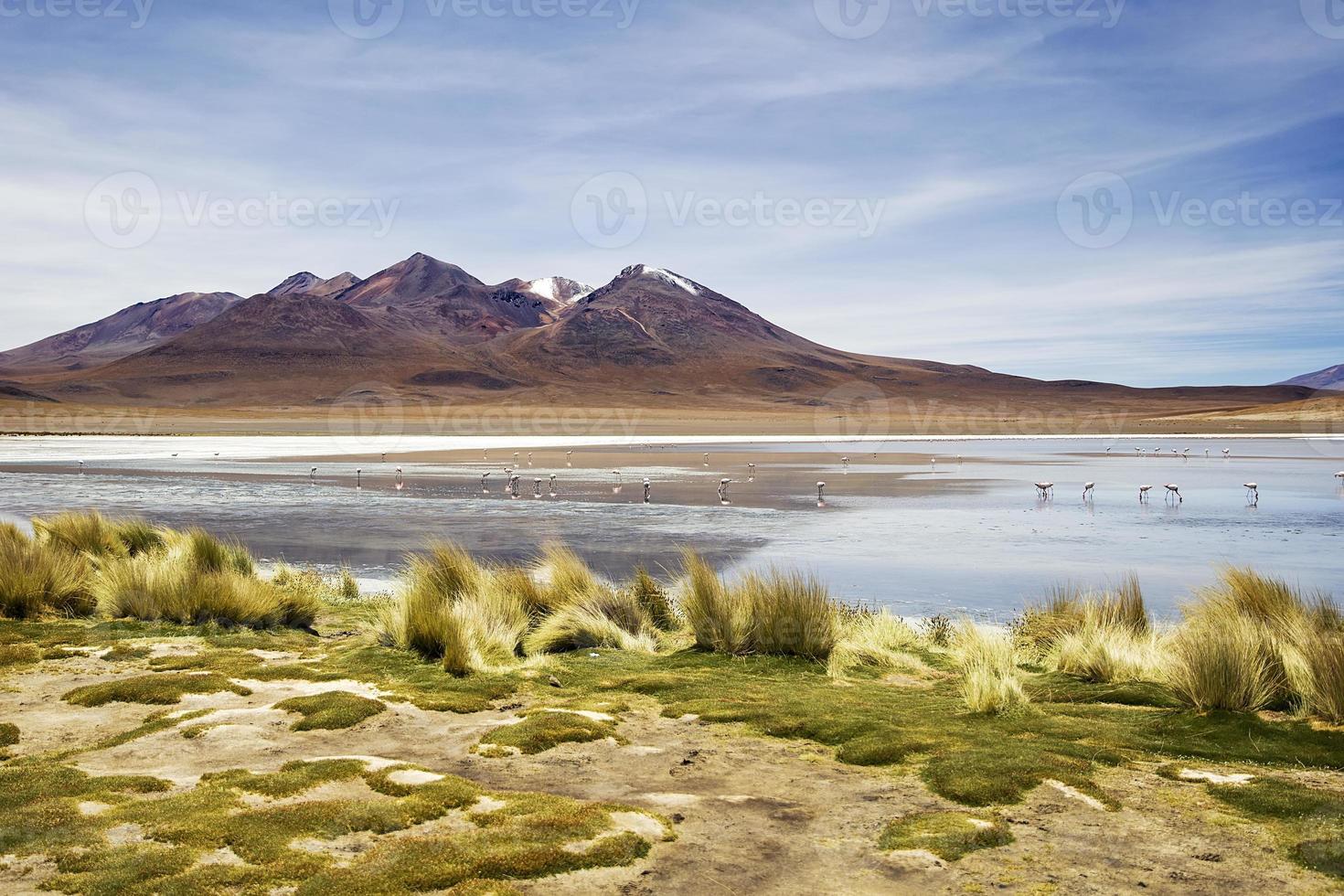 laguna colorada in bolivia foto