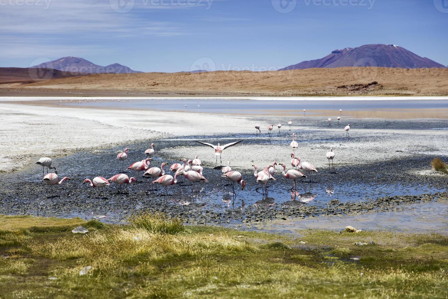 laguna colorada in bolivia foto