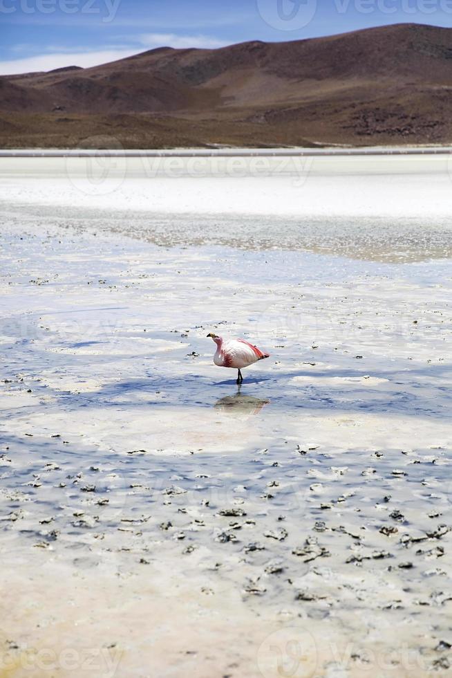 fenicottero alla laguna hedionda in bolivia foto