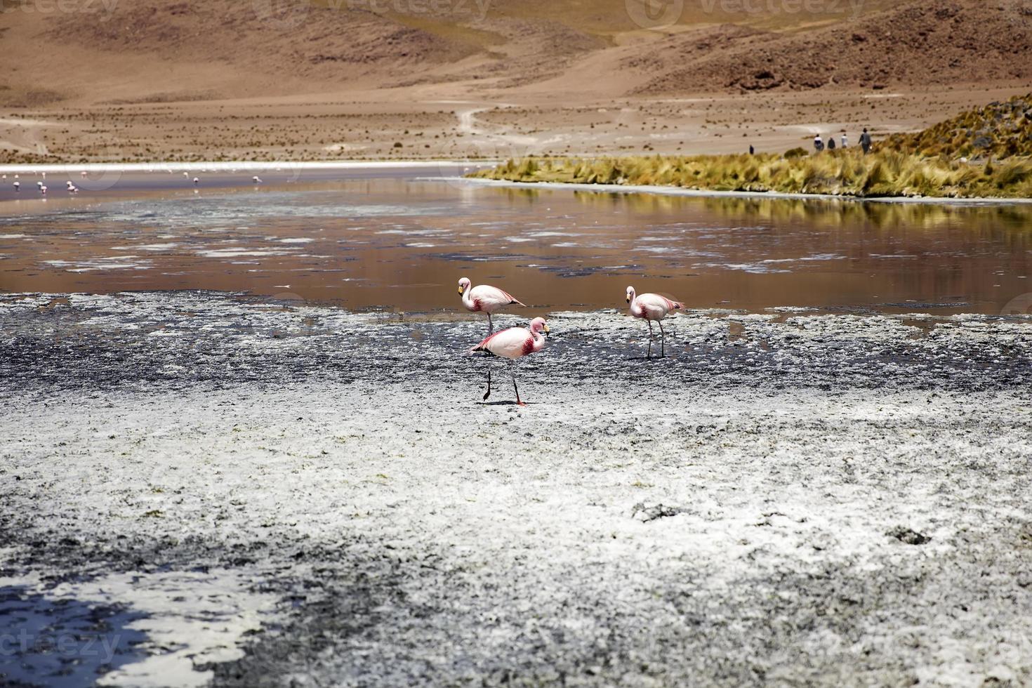 laguna colorada in bolivia foto