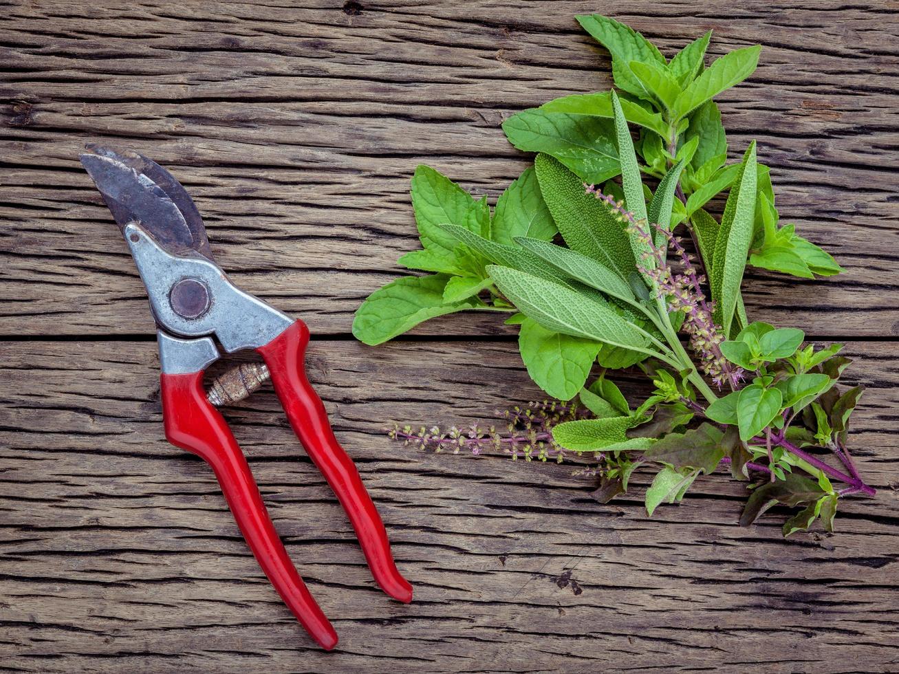 ramo di erbe aromatiche fresche del giardino foto