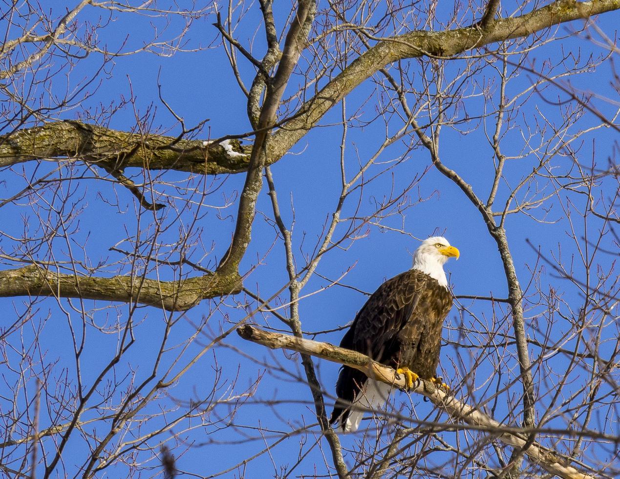 un'aquila calva appollaiato su un ramo in un albero spoglio con cielo blu chiaro foto