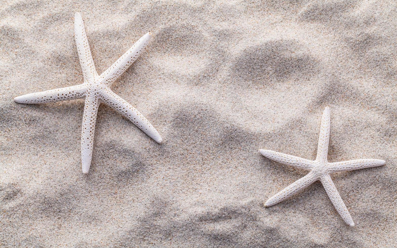 stelle marine e sabbia foto