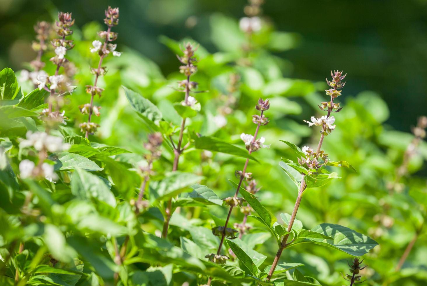 fiori di basilico sulle piante foto