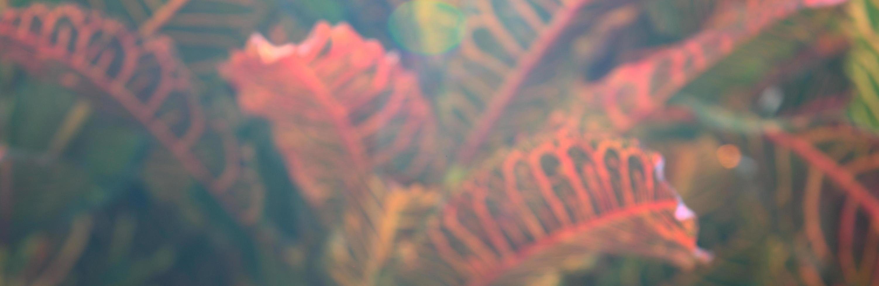 sfocatura di foglie naturali texture di sfondo astratto foto