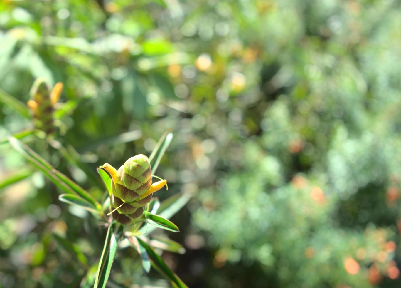 pianta erbacea naturale botanica verde con bokeh leggero foto
