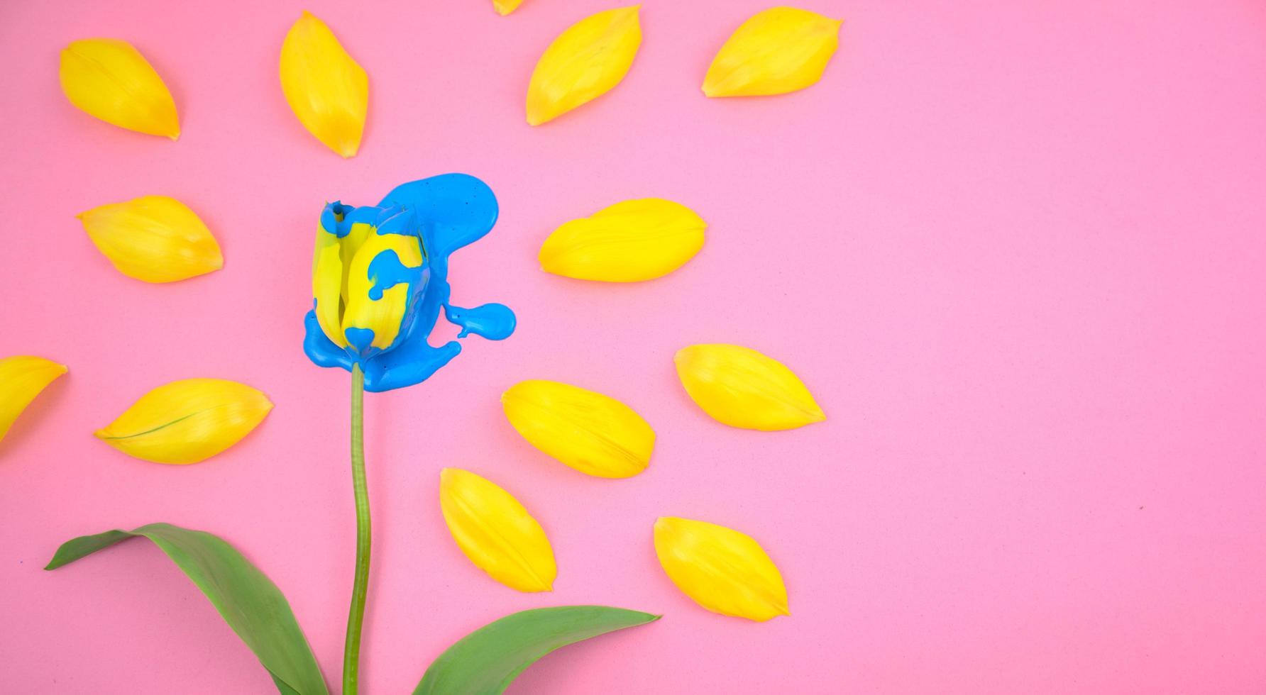 acrilico che gocciola sul fiore giallo del tulipano foto