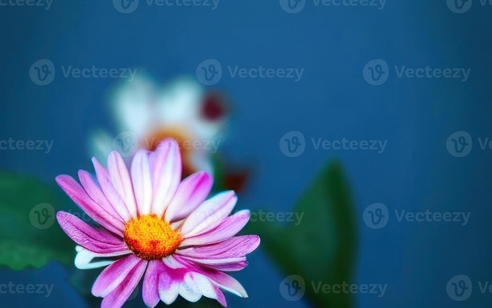 rosa fiore su blu sfondo, raggiante fiore foto