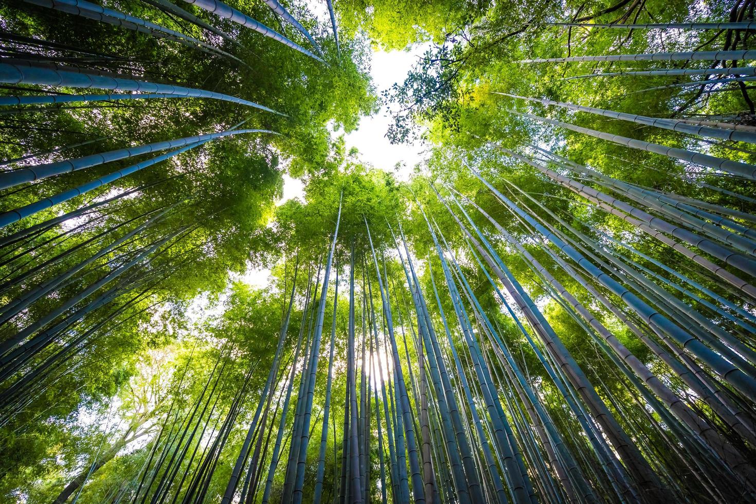 bellissima foresta di bambù ad arashiyama, kyoto, giappone foto