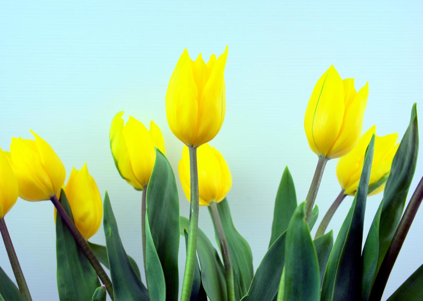 fiori di tulipani in fiore giallo con sfondo di colore azzurro foto