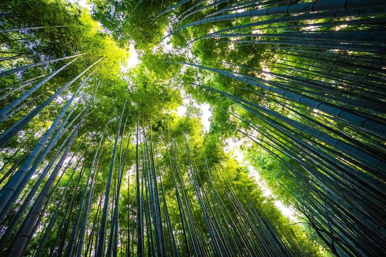 boschetto di bambù nella foresta ad arashiyama a kyoto, giappone foto