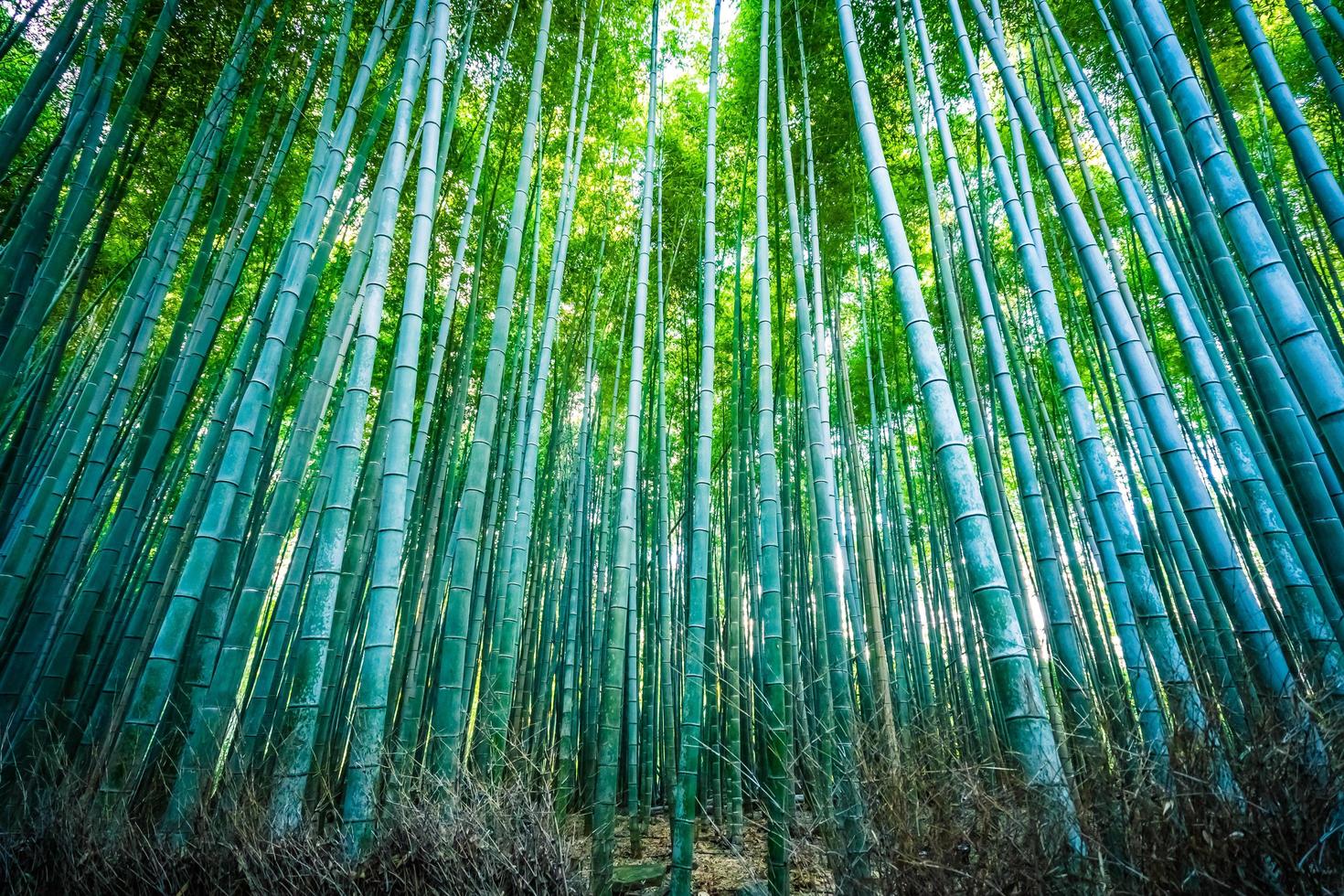 boschetto di bambù nella foresta ad arashiyama a kyoto, giappone. foto