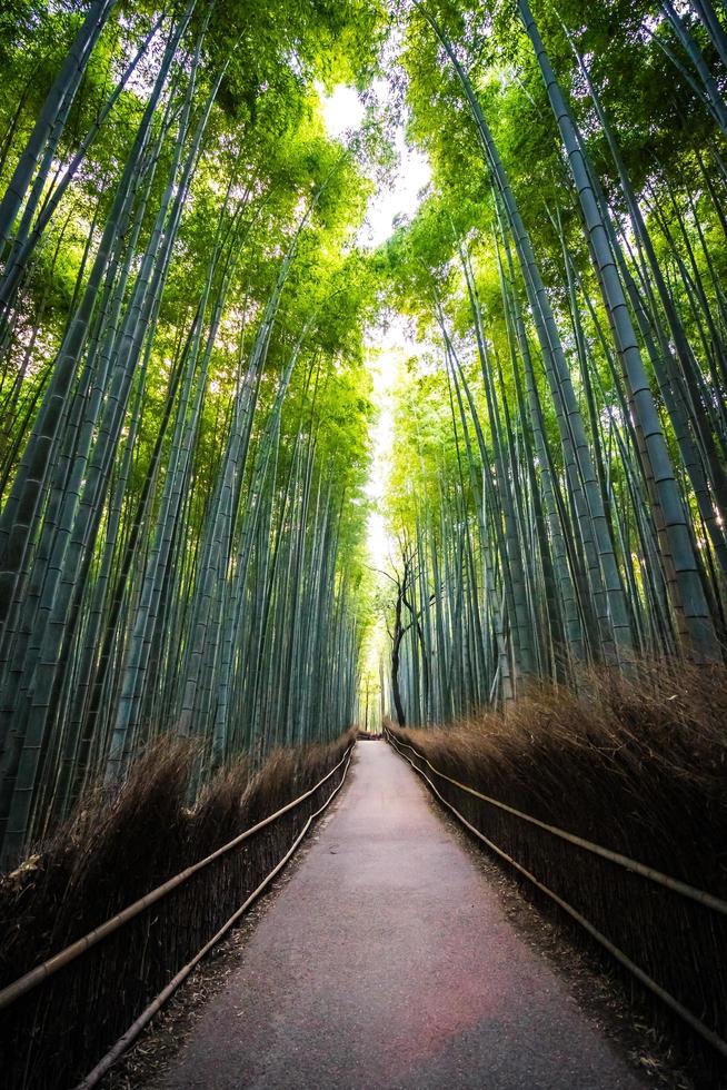 boschetto di bambù nella foresta ad arashiyama a kyoto, giappone foto
