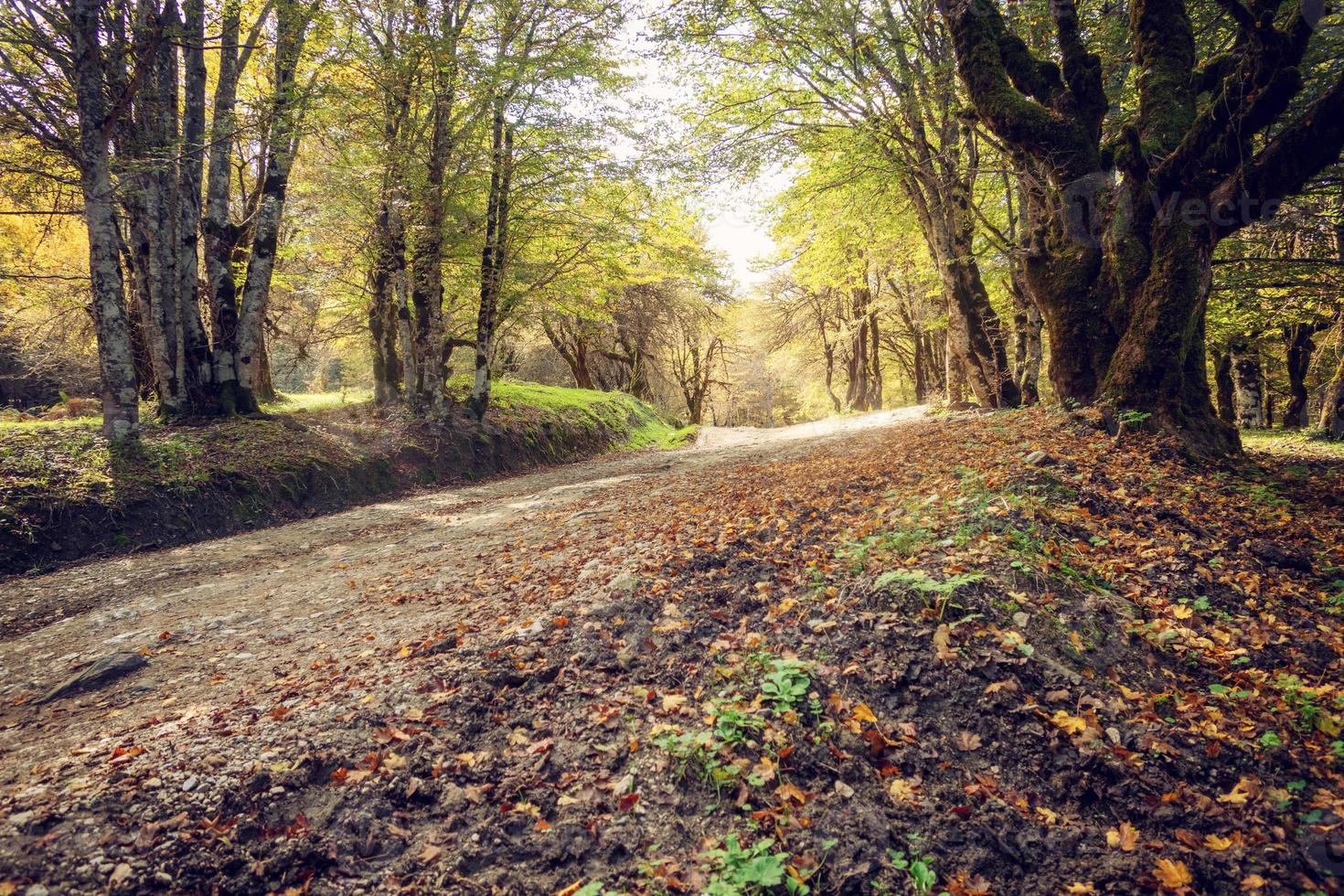 arancia le foglie su il terra. concetto di autunno e autunno foto