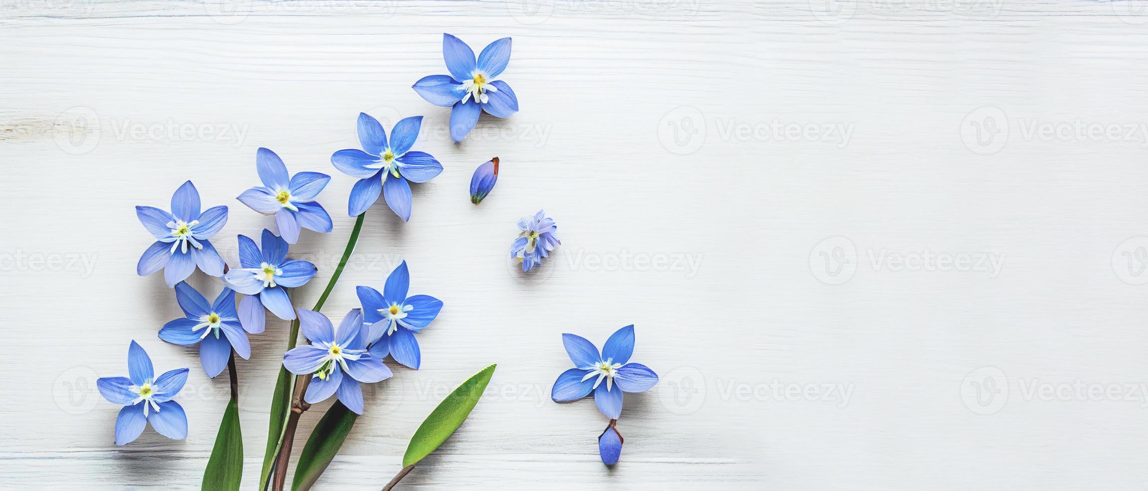 superiore Visualizza blu scilla fiori su bianca di legno sfondo con spazio per testo. primo primavera fiori. saluto carta per San Valentino giorno, donna di giorno e La madre di giorno foto