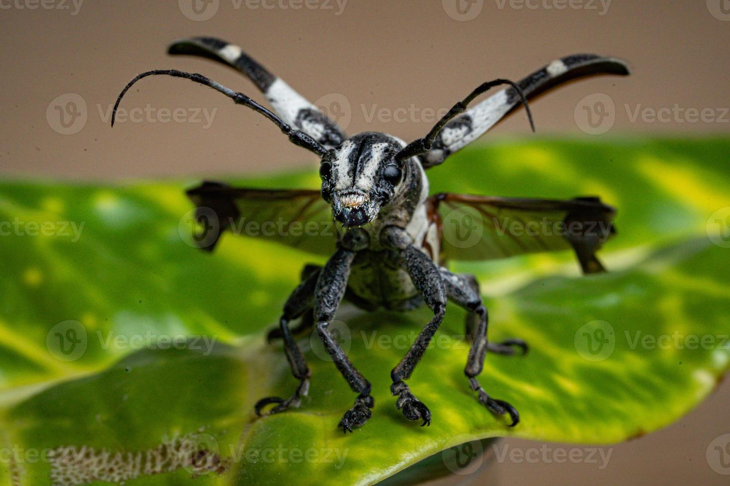 Longhorn scarafaggio macro foto